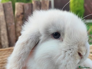 Mini Lop rabbits Mini lop - Advert 5