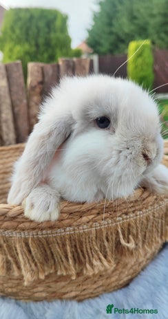 Mini Lop rabbits Mini lop - Advert 3
