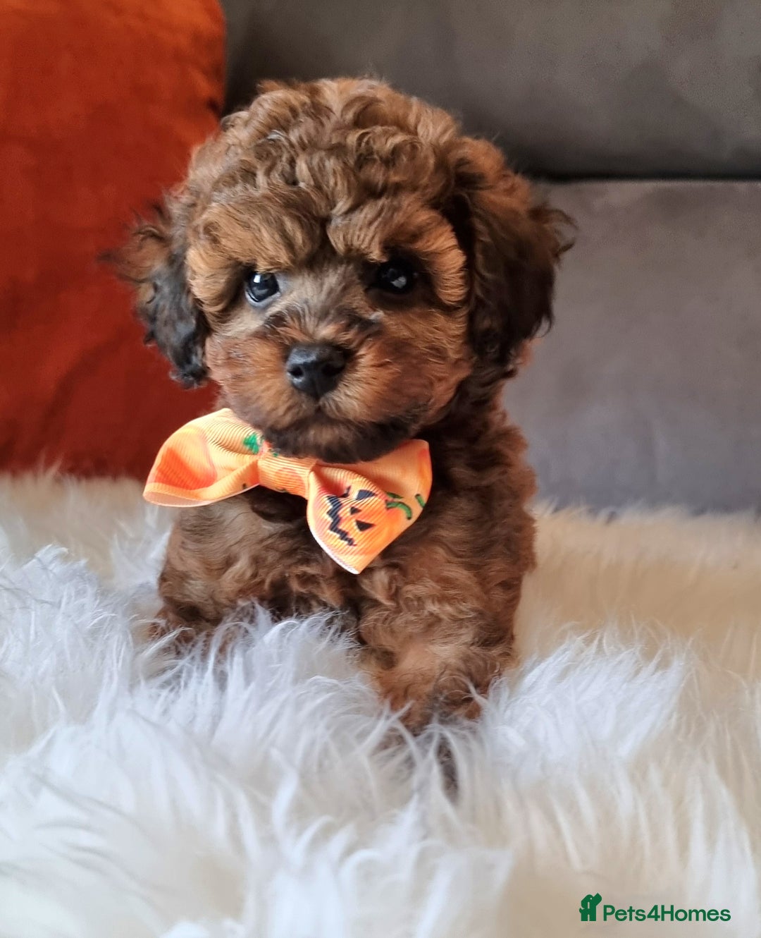 Cockapoo dogs for sale: Adorable best friend pups, sold fully vaccinated - Image 15