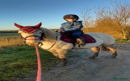 Riding pony horses for sale: For Sale Kids Lead Rein Pony! Safe and Bombproof - Advert 28