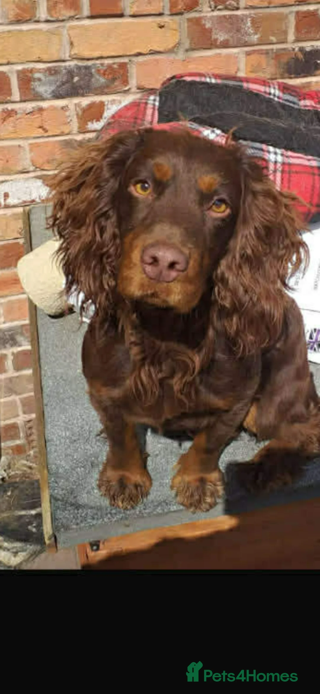 Mixed Breed dogs for sale: Cocker x Patterdale  in Barnsley - Advert 2