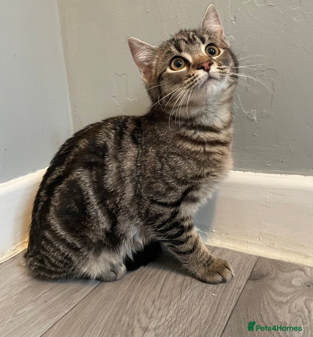 Mixed Breed cats for sale: Rare kittens for sale ready now  - Advert 1