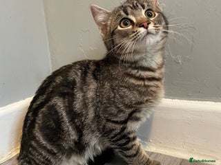 Mixed Breed cats Rare kittens for sale ready now - Advert 1