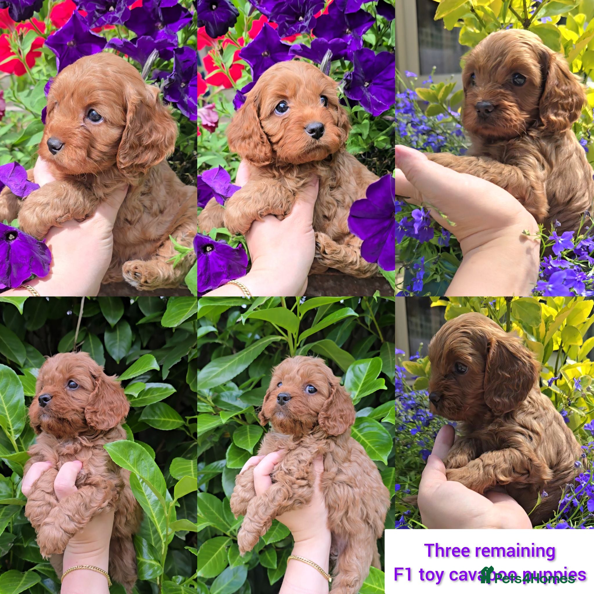 Cavapoo dogs 🐶Ruby Red Tiny Toy Cavapoo Puppies 🐶 - Advert 1