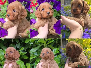 Cavapoo dogs 🐶Ruby Red Tiny Toy Cavapoo Puppies 🐶 - Advert 1