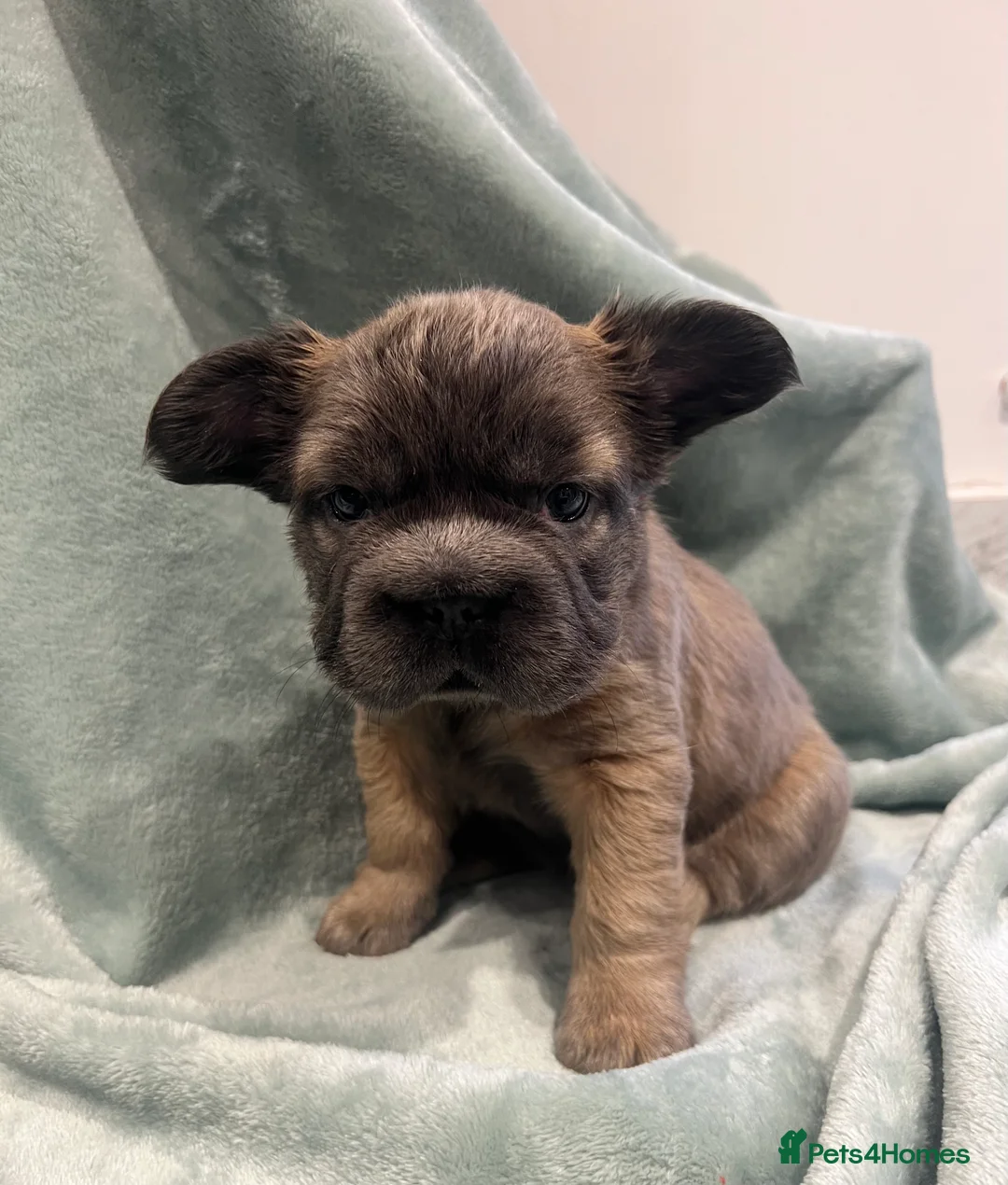 French Bulldog dogs for sale: ✨5 Beautiful Fluffy French Bulldog Puppies ✨ - Advert 4