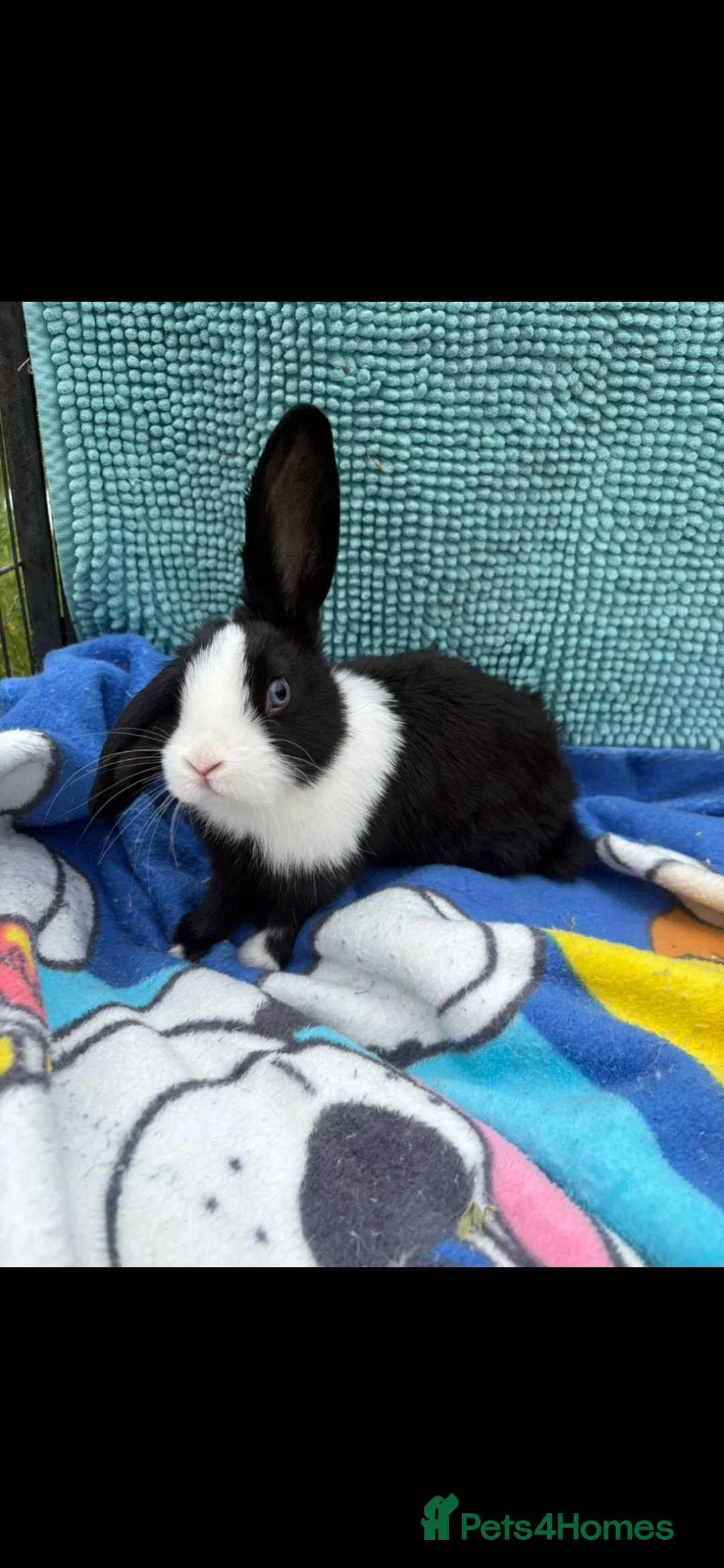 Mini Lion Lop rabbits for sale: Beautiful mini lion lop baby bunny rabbits  - Advert 13