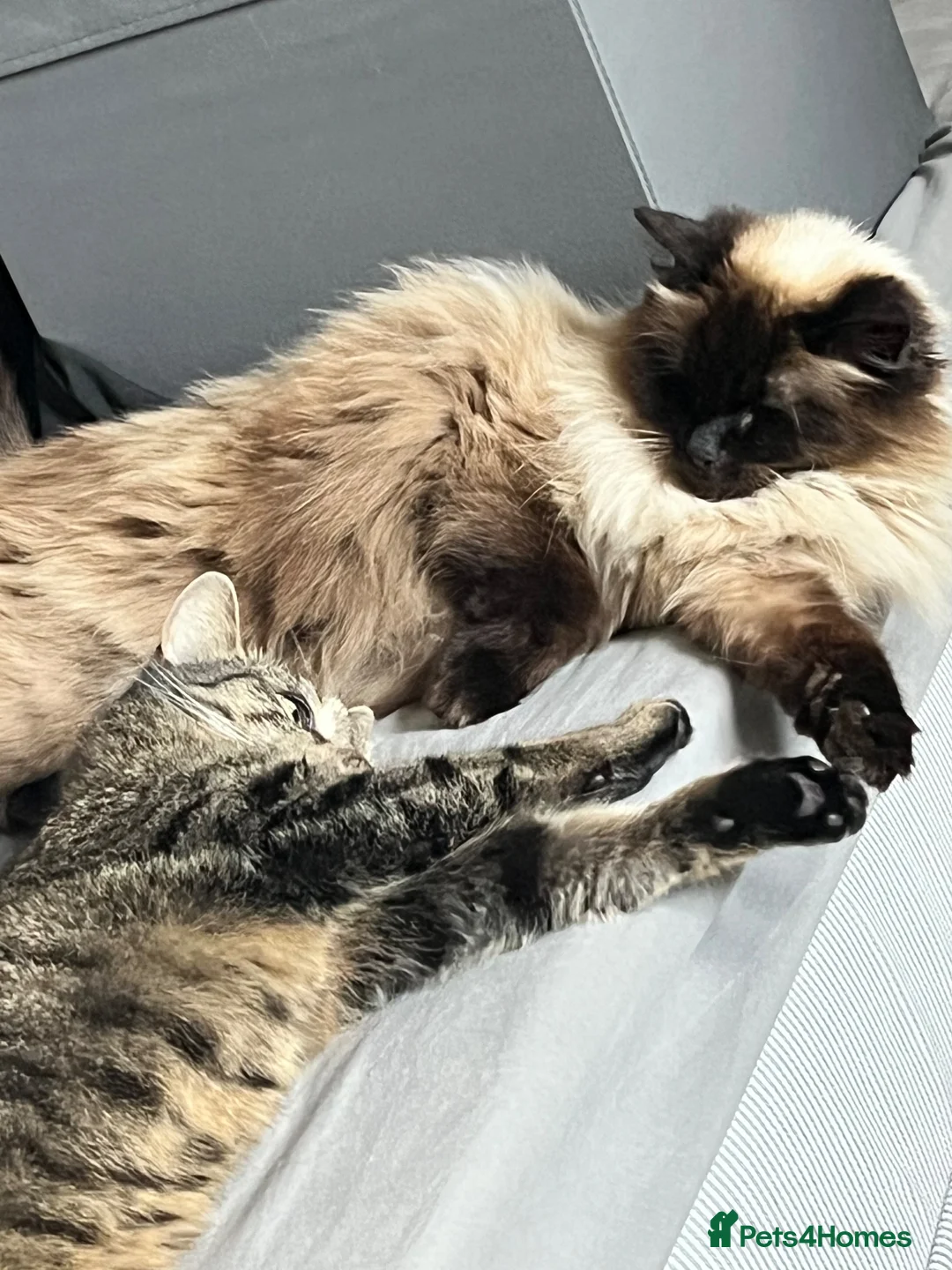 Ragdoll cats for sale: Gorgeous Ragdoll for rehoming - Advert 6