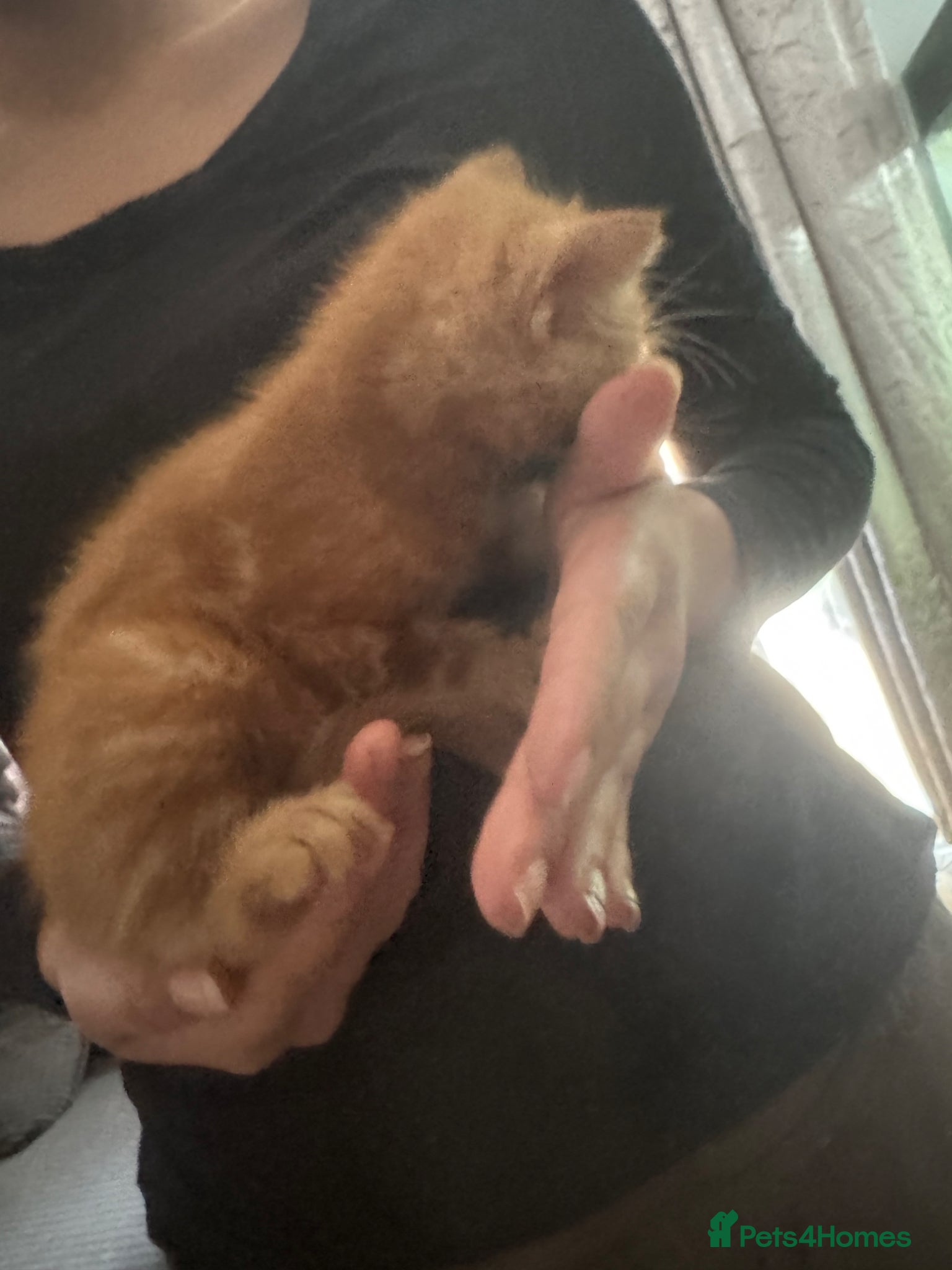 Domestic Shorthair cats for sale: Beautiful kittens - Advert 7