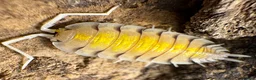 Isopods invertebrates for sale: Isopods for sale in the UK - Advert 5