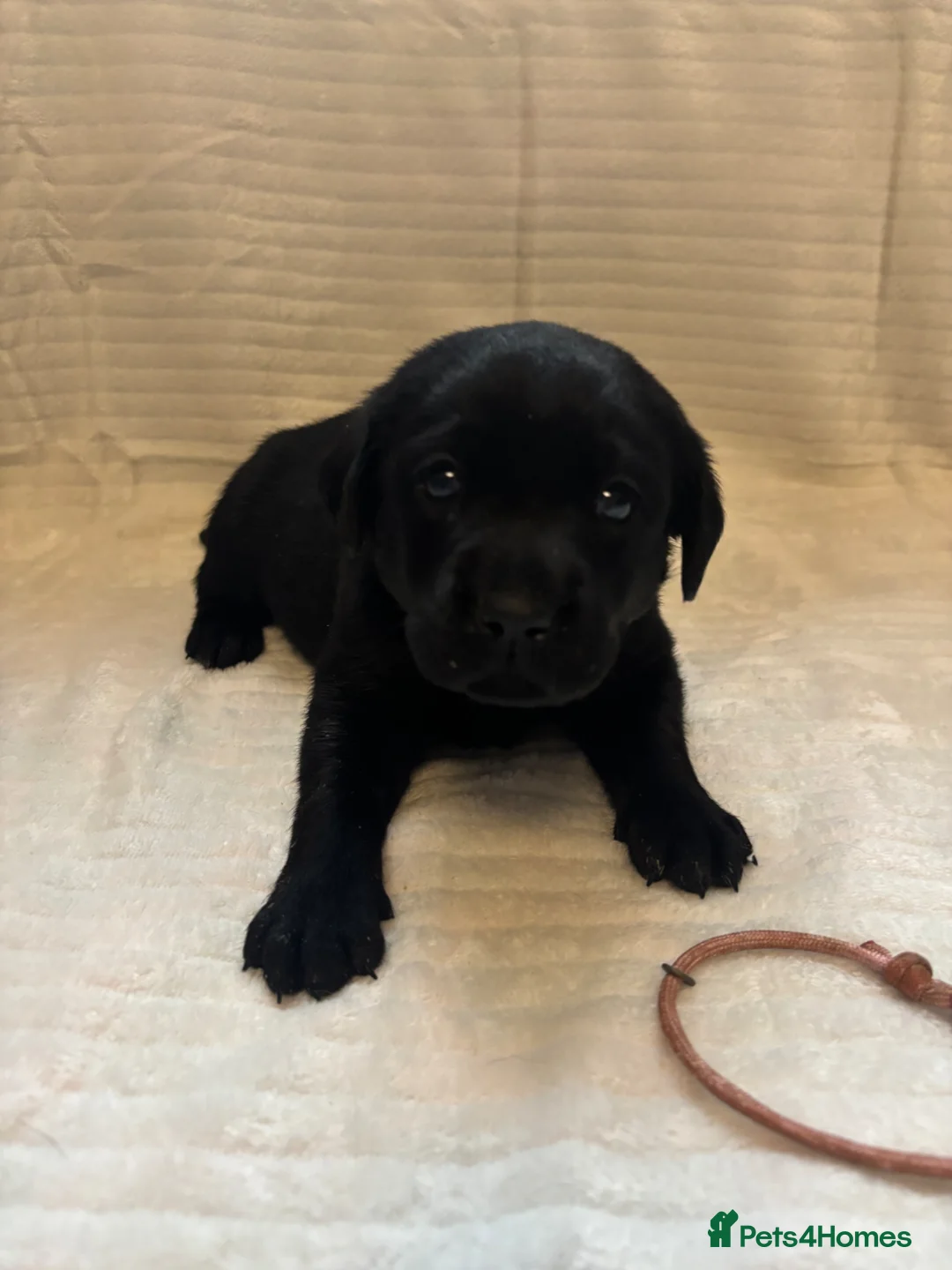 Labrador Retriever dogs for sale: 🌟Ready now! 🌟 Black Labrador puppies  - Advert 34