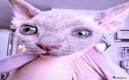Devon Rex cats for stud: Beautiful Lilac Boy in Southampton - Image 8