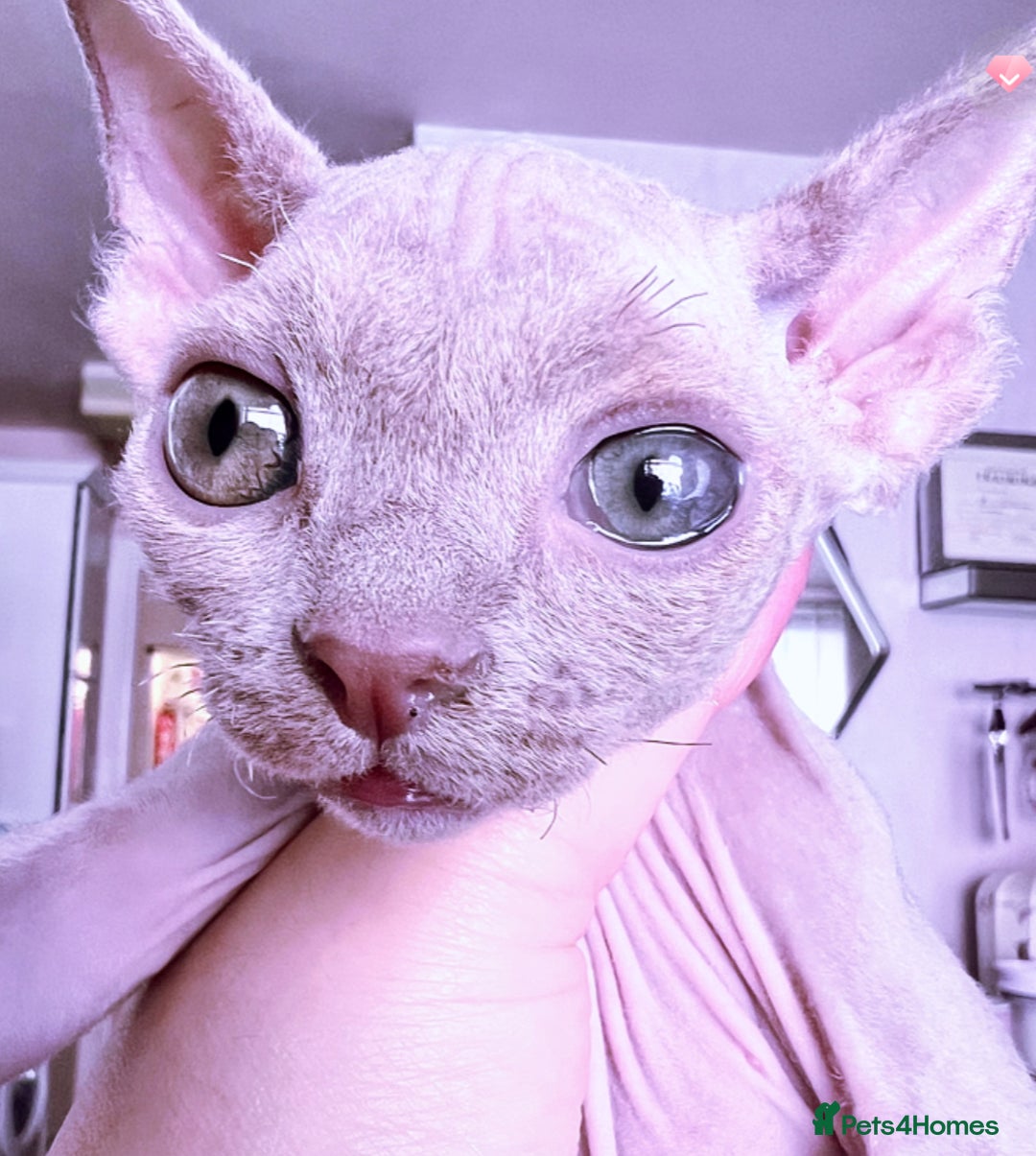 Devon Rex cats for stud: Beautiful Lilac Boy in Southampton - Image 8