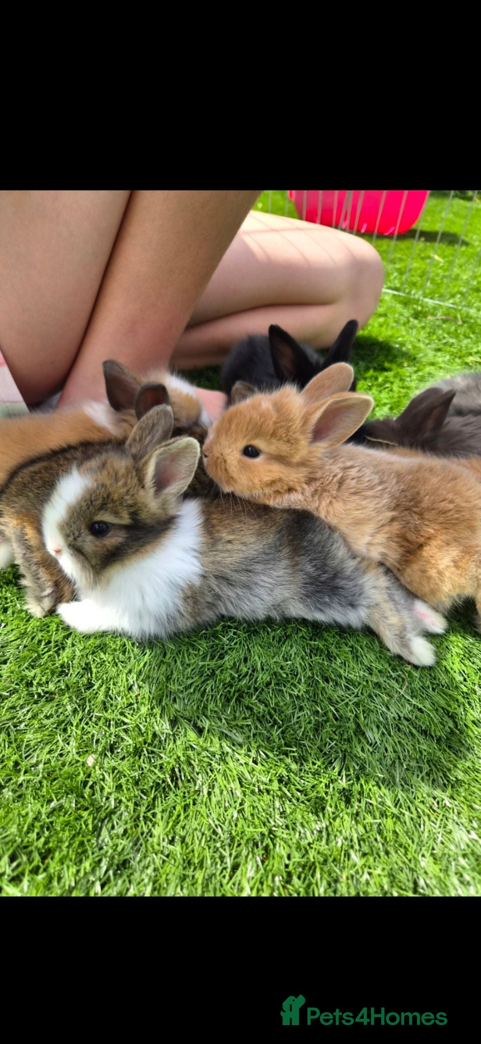 Mini Lion Lop rabbits (READY NOW) 9 LION LOPS - Advert 1
