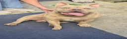 American Bully dogs for sale: boy pocket bully for sale in Cardiff - Advert 4