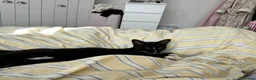 Mixed Breed cats for sale: Beautiful Male kitten - Advert 2