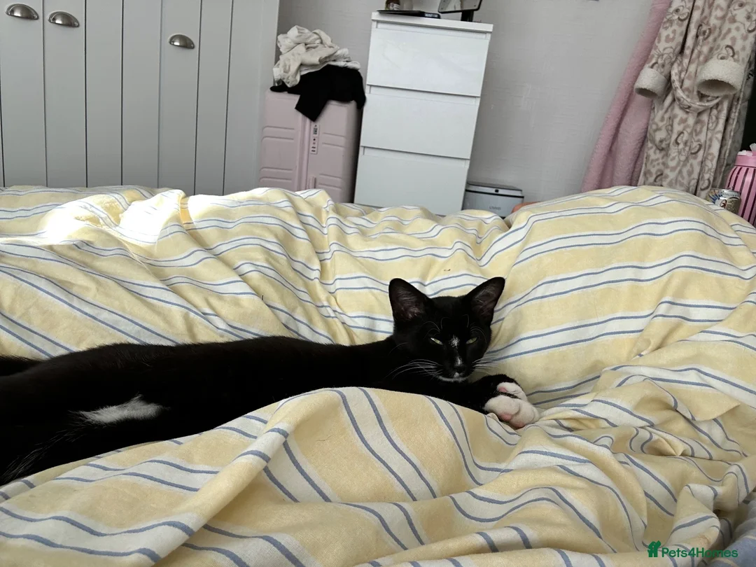Mixed Breed cats for sale: Beautiful Male kitten - Advert 2