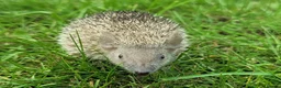 Pygmy Hedgehog rodents for sale: Gorgeous 2026 Lesser Tenrec babies - Advert 9
