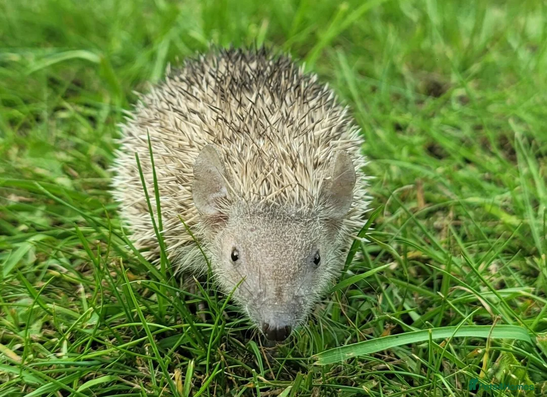 Pygmy Hedgehog rodents for sale: Gorgeous 2026 Lesser Tenrec babies - Advert 9
