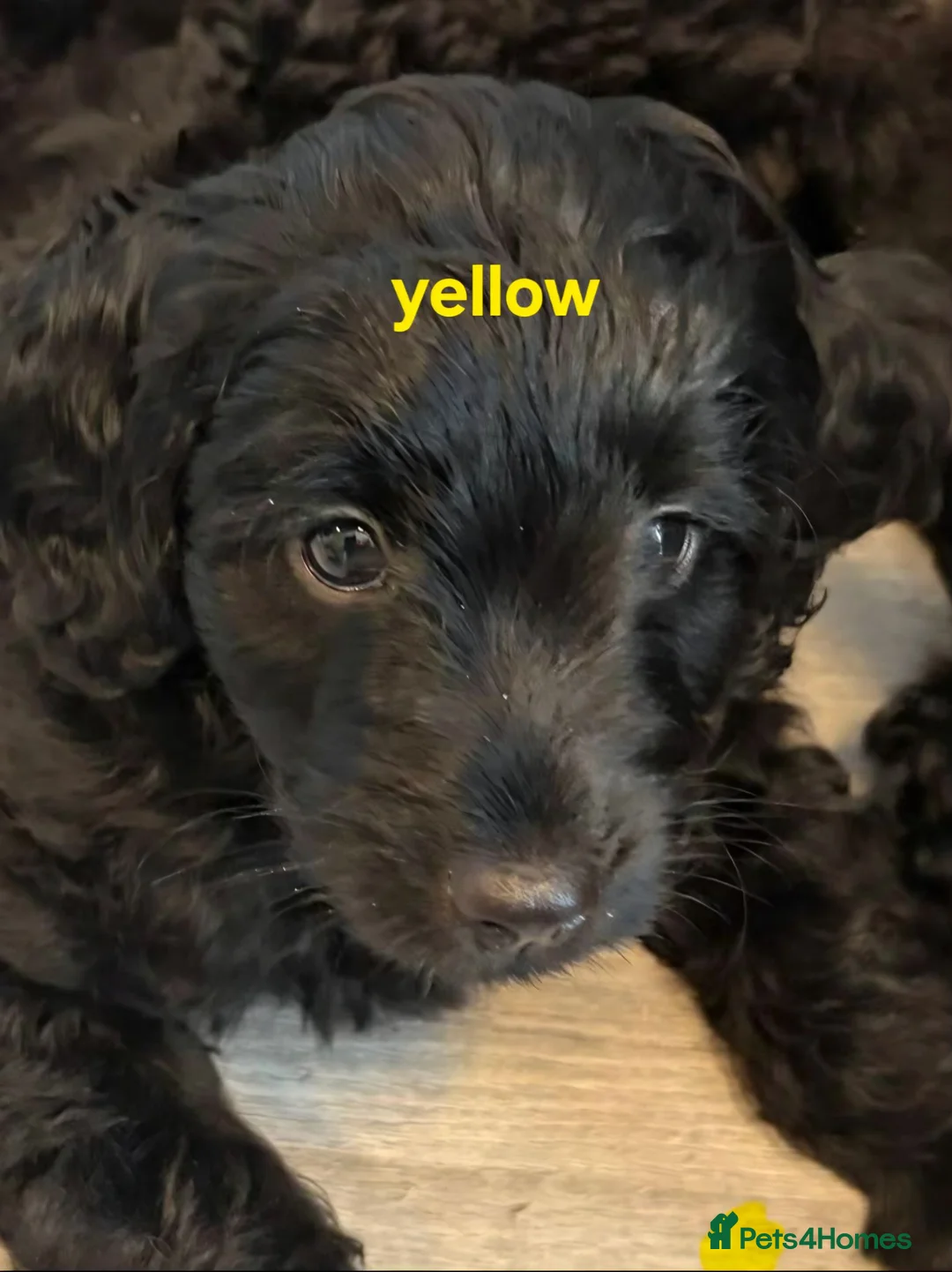 Cockapoo dogs for sale: Stunning F1B Cockapoos - DNA Clear - Advert 11