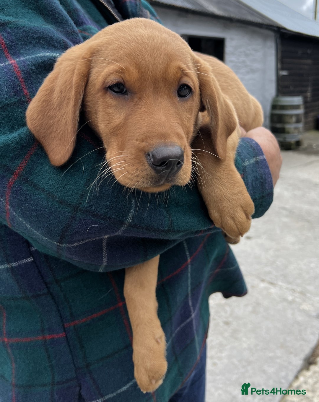 Labrador Retriever dogs for sale: Labrador Retriever Puppies in Llanybydder - Image 21