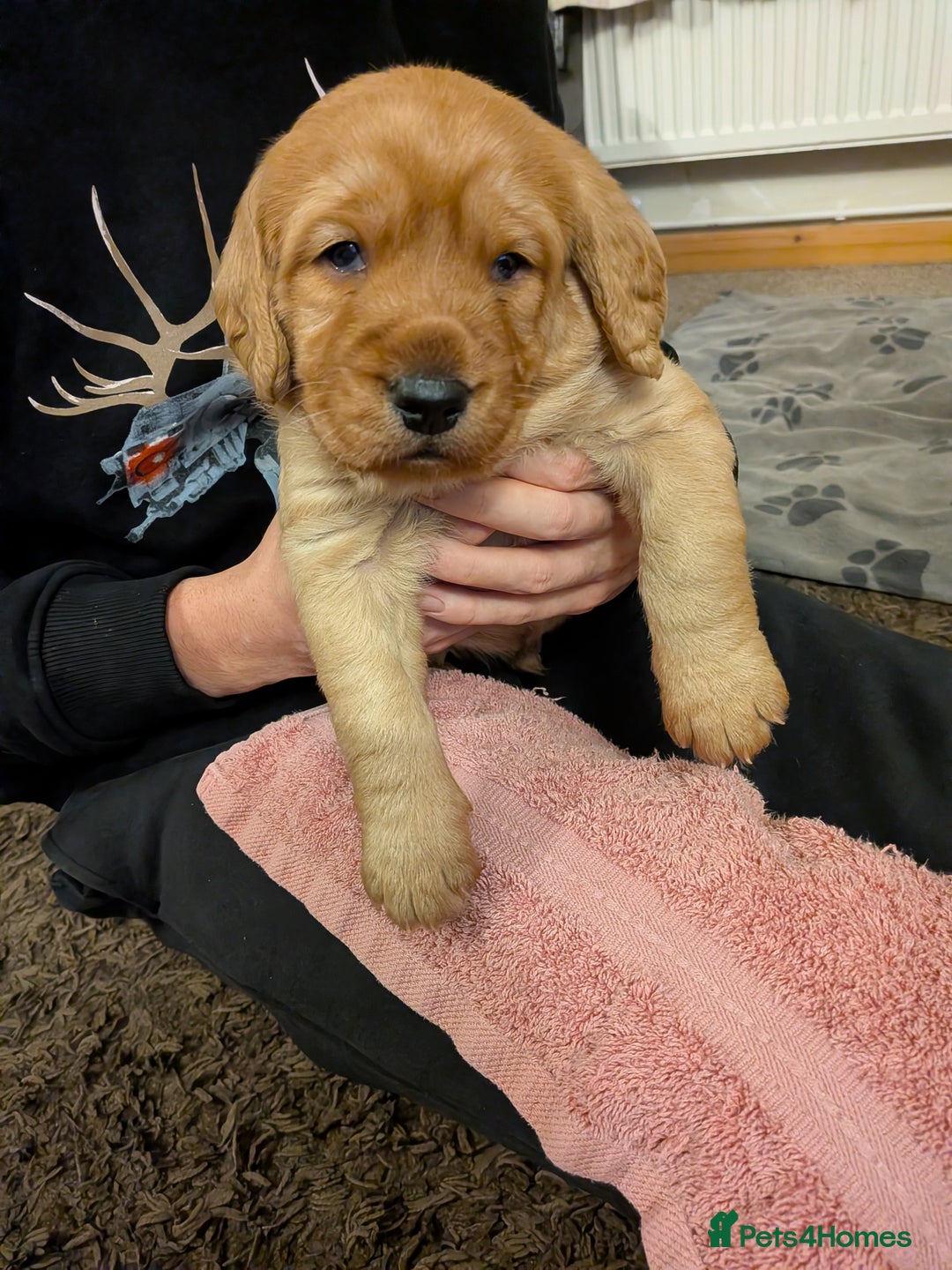 Labradoodle dogs for sale: F1 Miniature Labradoodles  - Advert 8