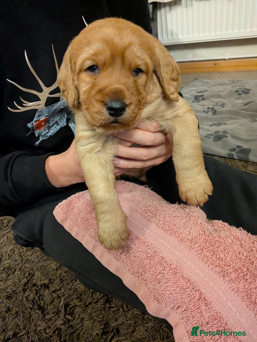 Labradoodle dogs for sale: F1 Miniature Labradoodles  - Advert 8