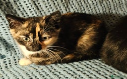 Mixed Breed cats for sale: Kittens for sale - Image 6