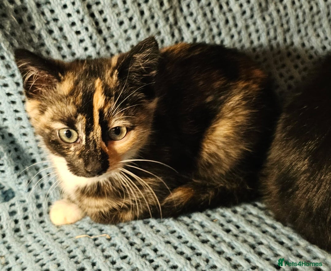 Mixed Breed cats for sale: Kittens for sale - Image 6