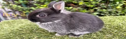Netherland Dwarf rabbits for sale: Netherland Dwarf baby rabbits ready to leave  - Advert 3