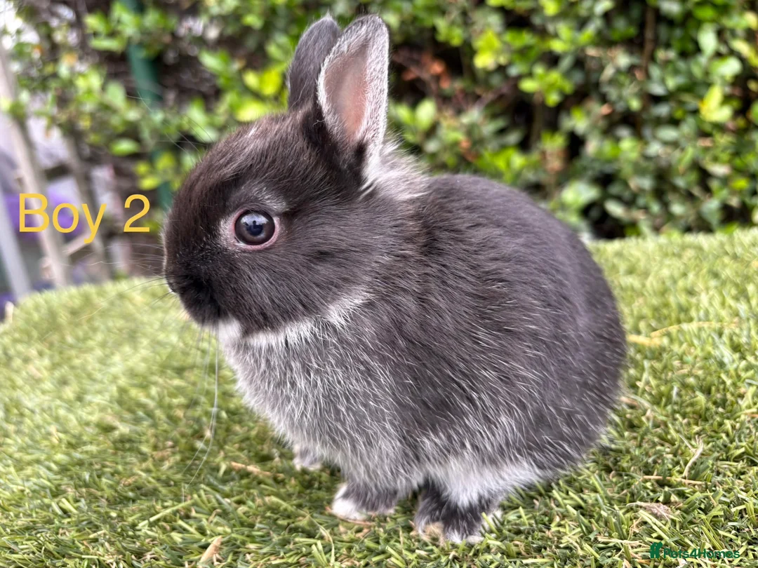 Netherland Dwarf rabbits for sale: Netherland Dwarf baby rabbits ready to leave  - Advert 3