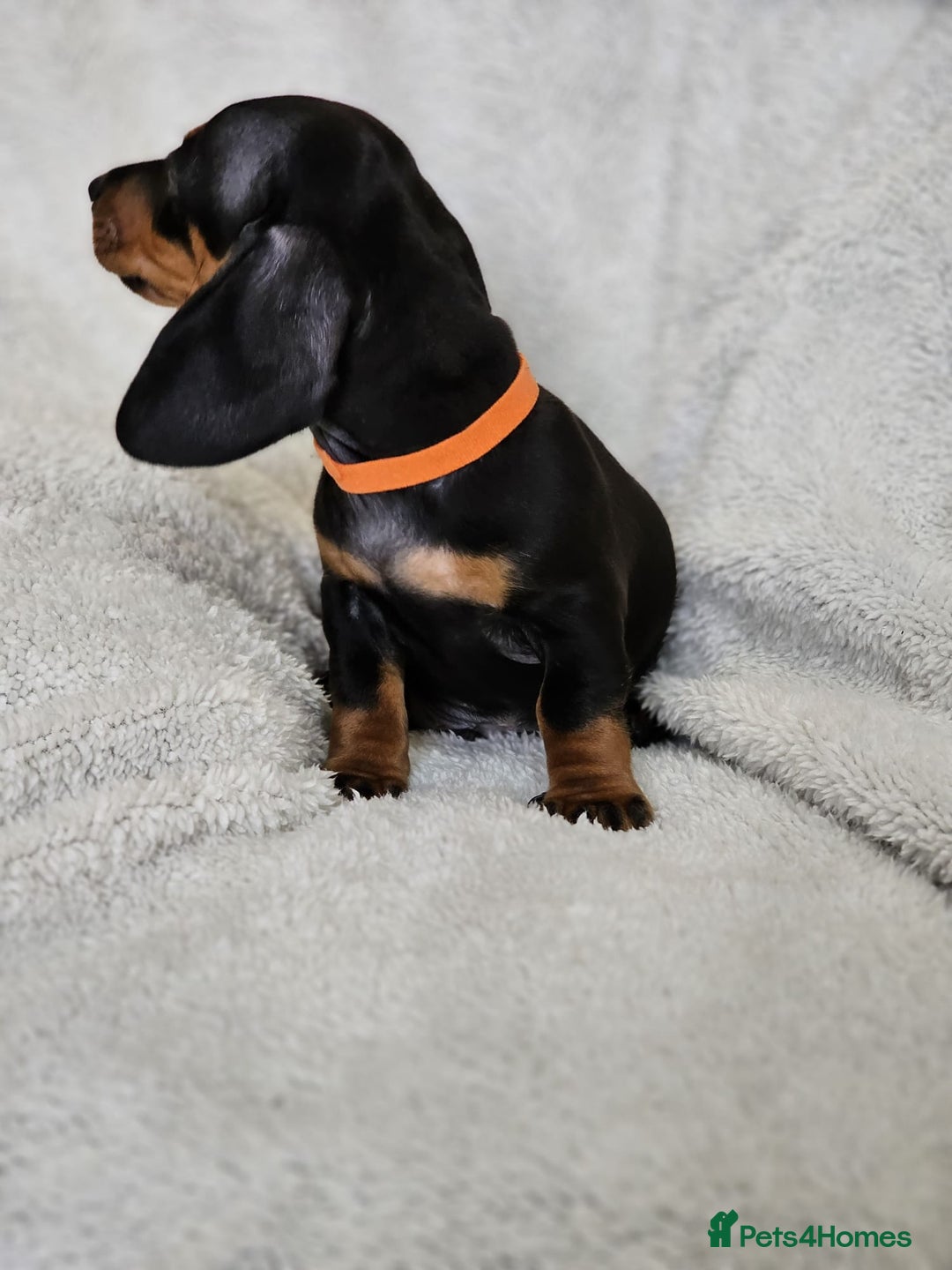 Dachshund dogs for sale: mini dachshund  - Image 11