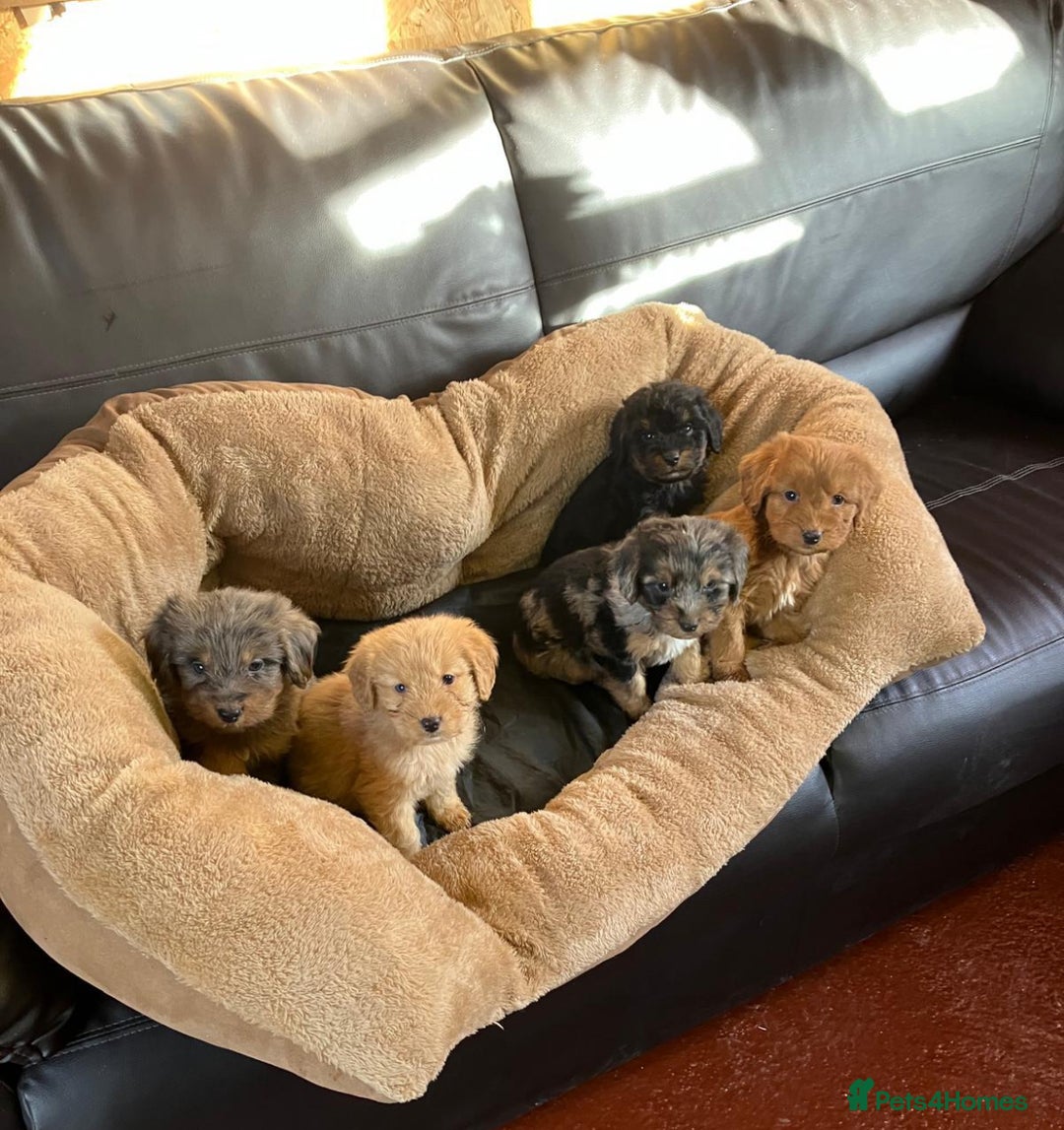 Cockapoo dogs for sale: Cockapoos  - Advert 3