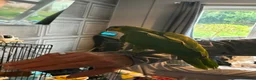 Parrots birds for sale: Coco/ aviary bird orange winged amazon - Advert 2