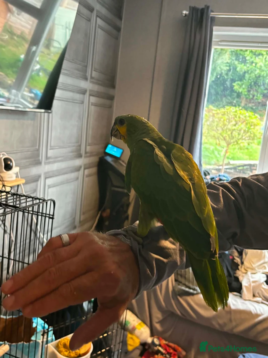 Parrots birds for sale: Coco/ aviary bird orange winged amazon - Advert 2