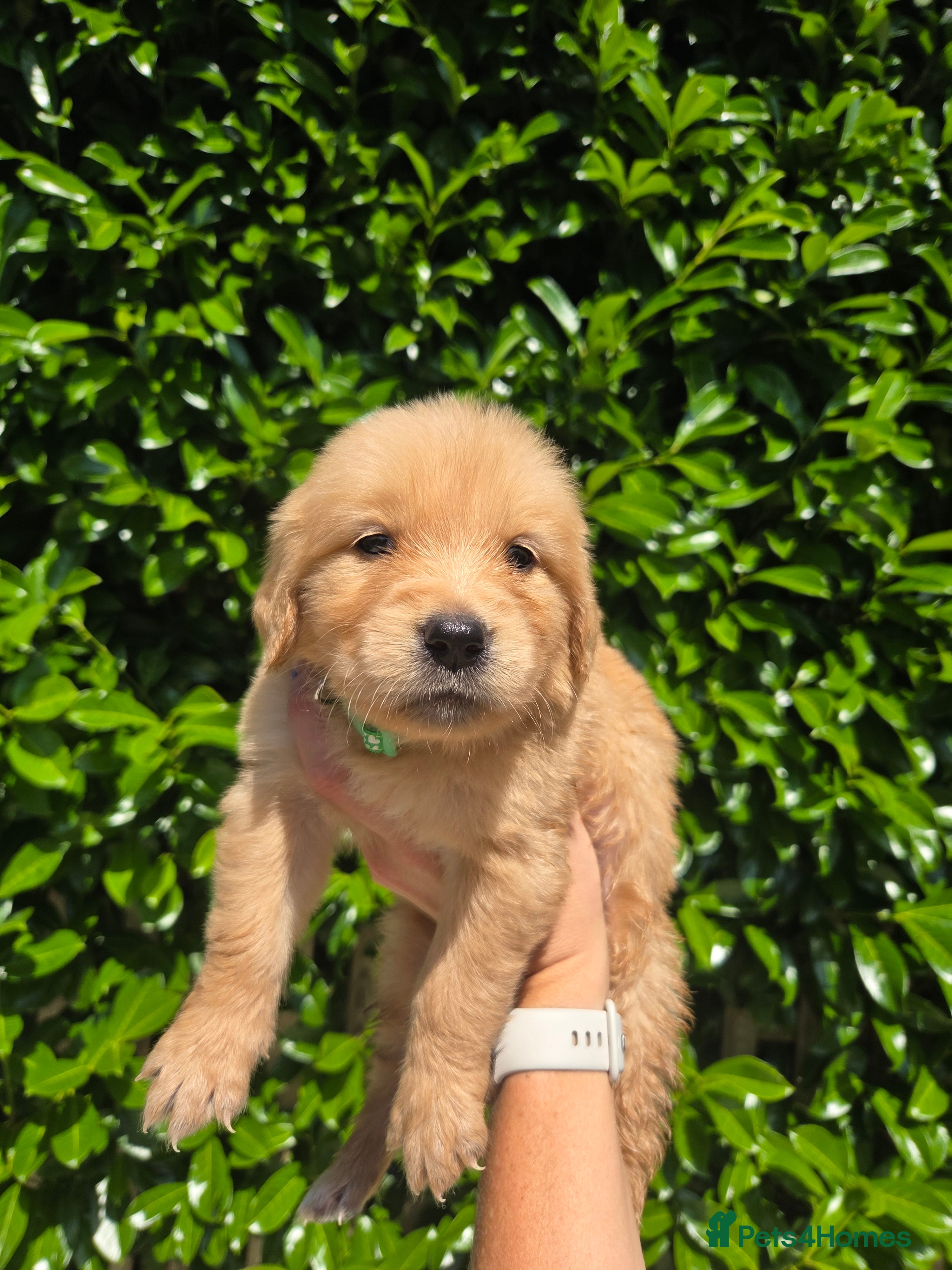 Golden Retriever dogs KC Reg Puppies, Fully Health-Tested Parents 🐾 - Advert 2