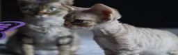 Devon Rex cats for sale: 🎉Beautiful, healthy and full pedigree Devon Rex🎉 - Advert 16