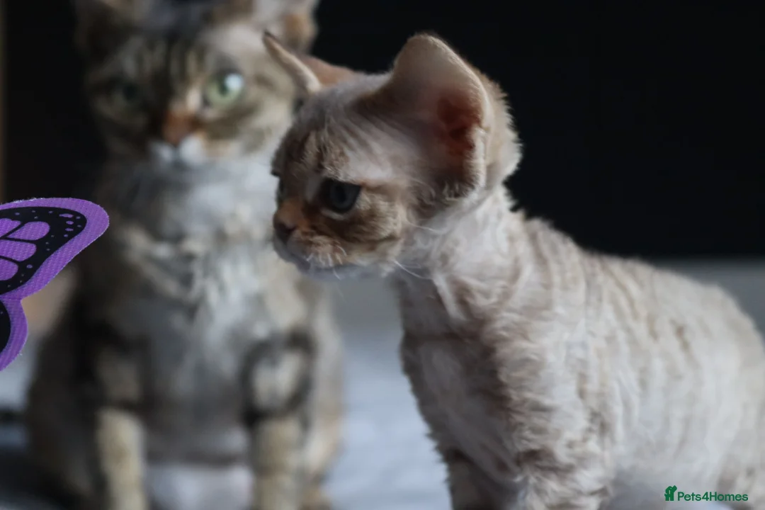 Devon Rex cats for sale: 🎉Beautiful, healthy and full pedigree Devon Rex🎉 - Advert 16