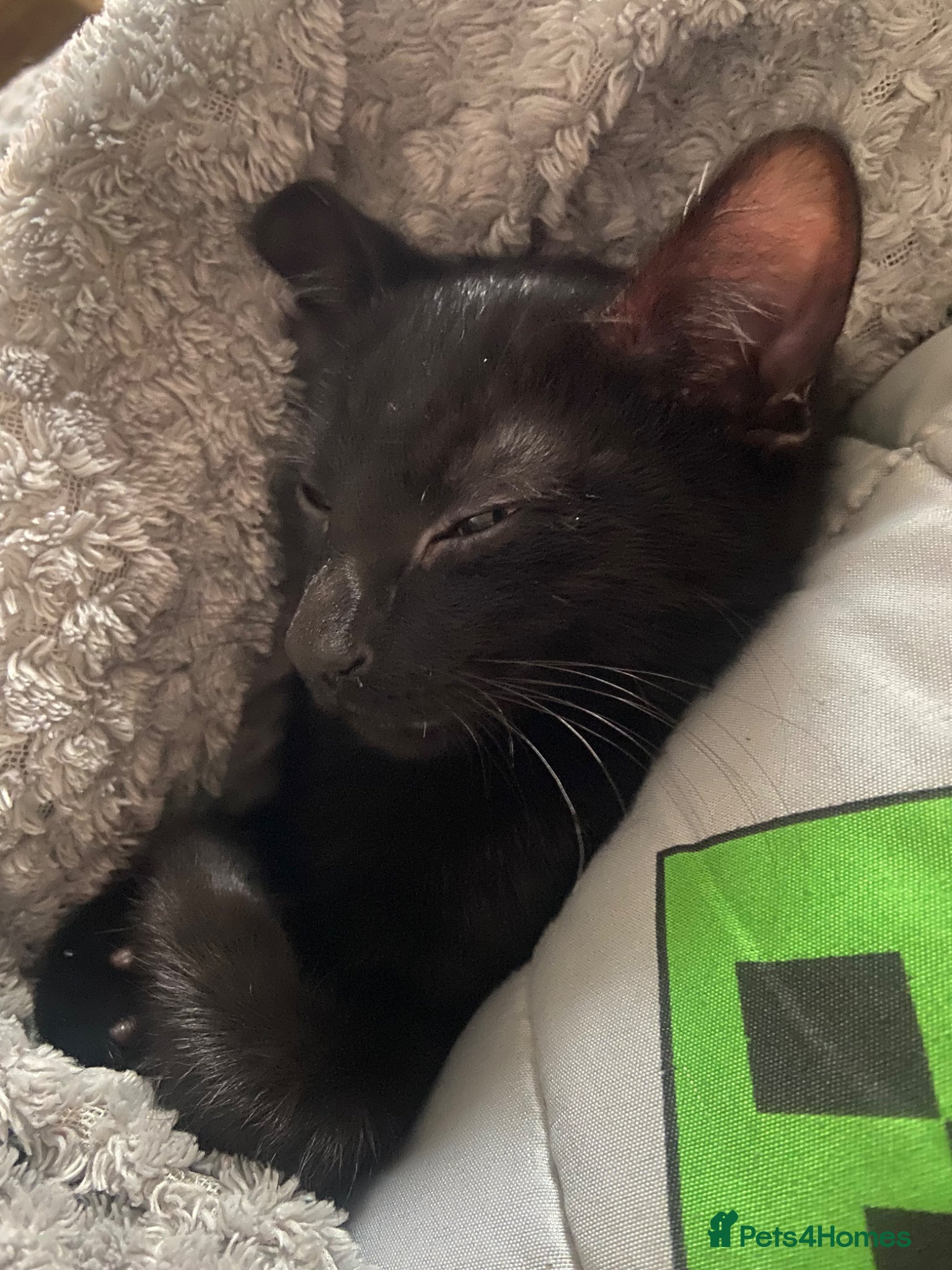 Mixed Breed cats for sale: Jet – Loving Male Cat Looking for His Forever Home - Advert 3