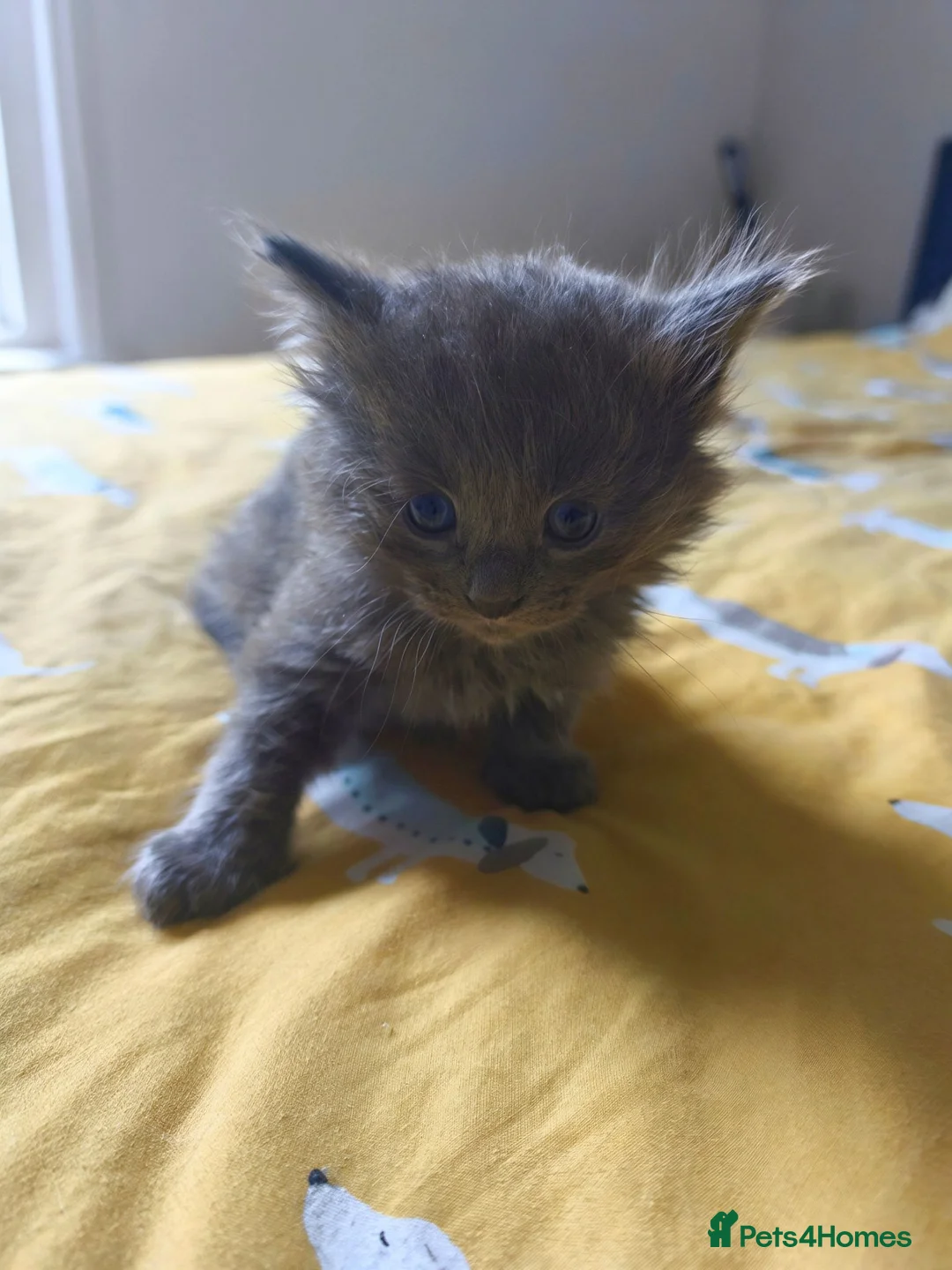 Mixed Breed cats for sale: Mixed breed boy - Advert 1