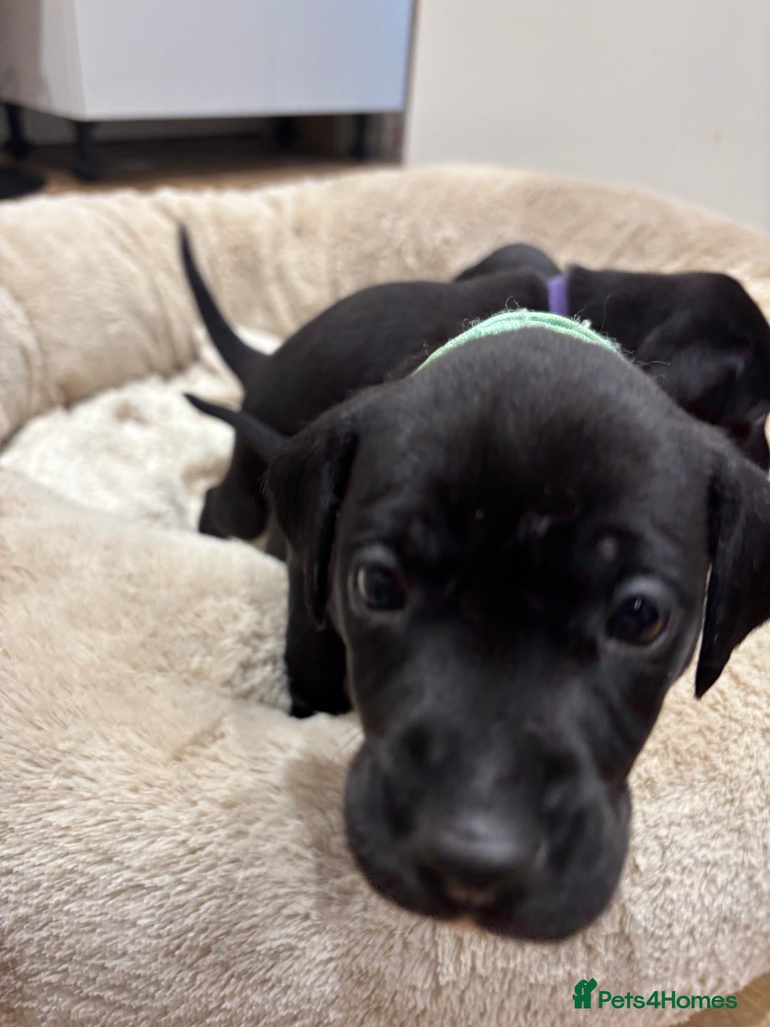 Mixed Breed dogs for sale: Dalmador puppies 3 girls left  - Advert 6