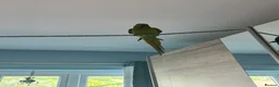 Parrots birds for sale: Parrot Named thor nice bird colour is blue green!! in Caerphilly - Advert 2