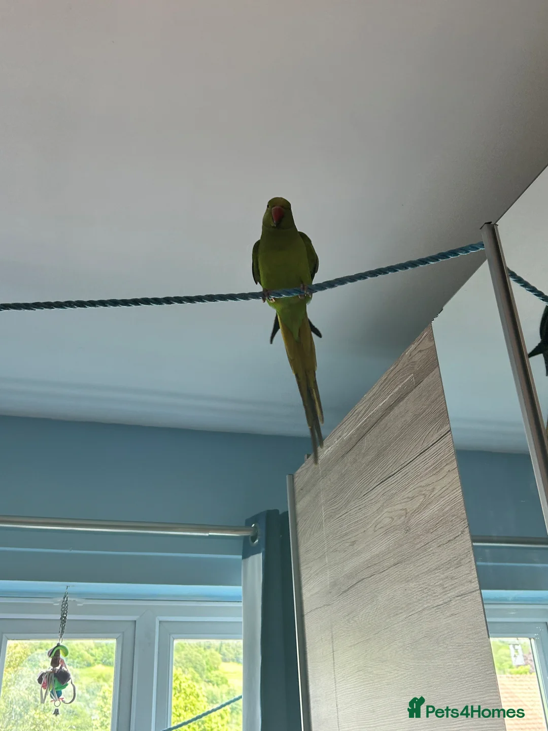Parrots birds for sale: Parrot Named thor nice bird colour is blue green!! in Caerphilly - Advert 2