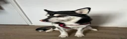 Utonagan dogs for sale: 2 year old husky for sale  - Advert 2
