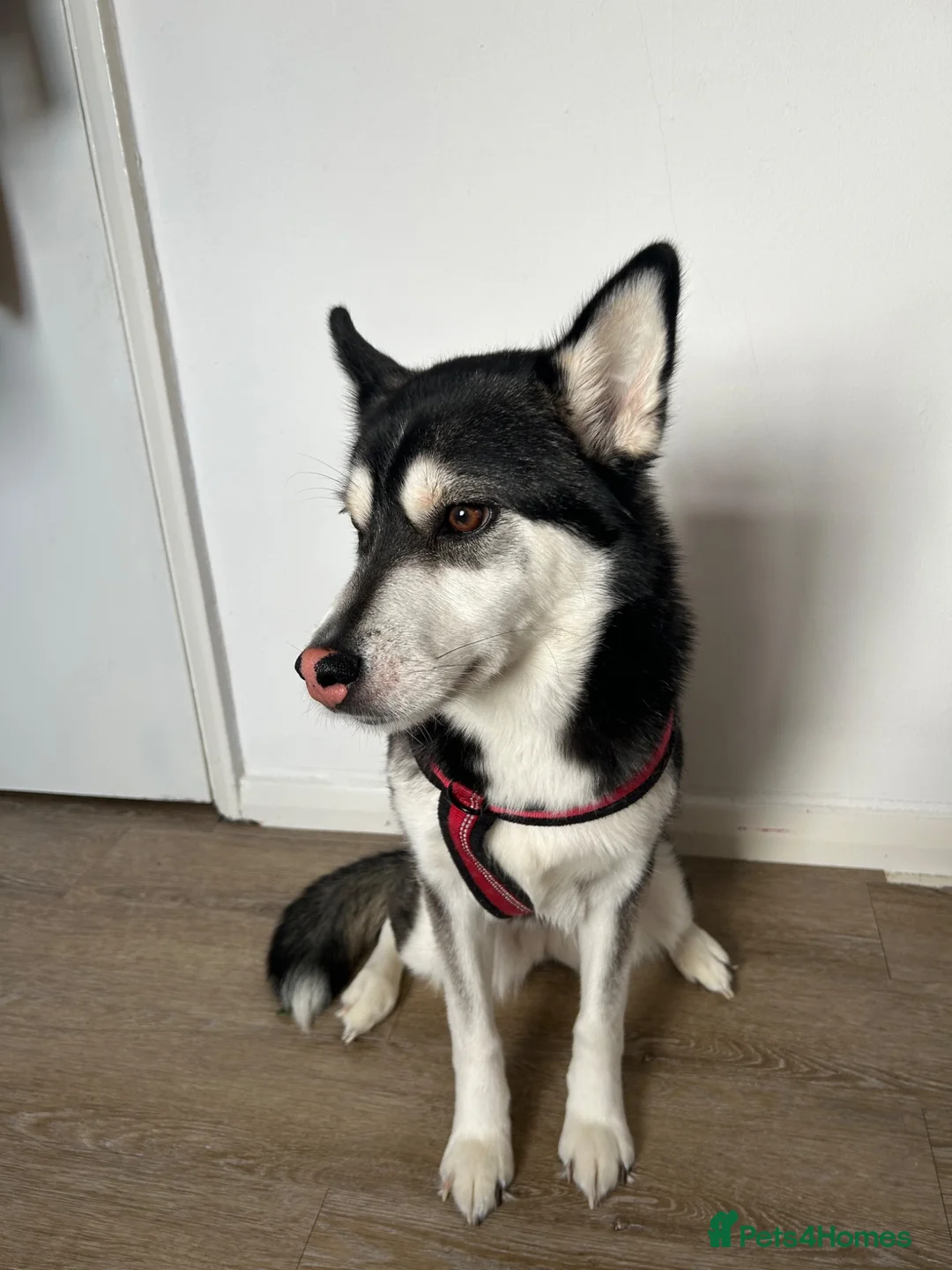 Utonagan dogs for sale: 2 year old husky for sale  - Advert 2