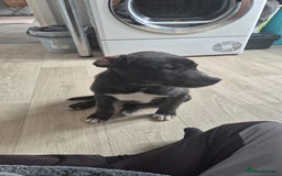Mixed Breed dogs for sale: Staffy x husky mix - Image 3