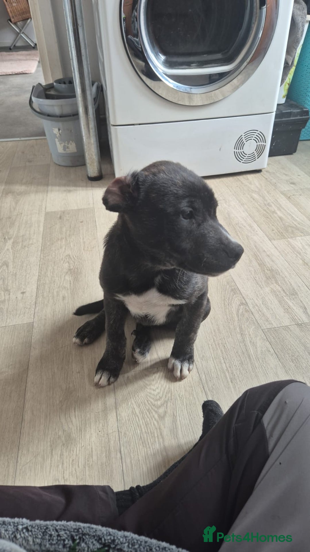 Mixed Breed dogs for sale: Staffy x husky mix - Image 3