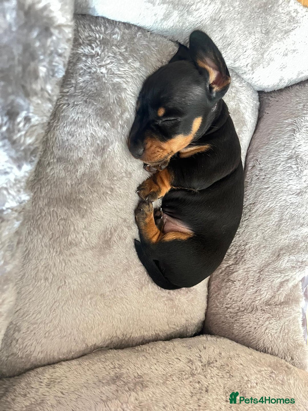 Miniature Dachshund dogs for sale: Dachshunds  - Image 5