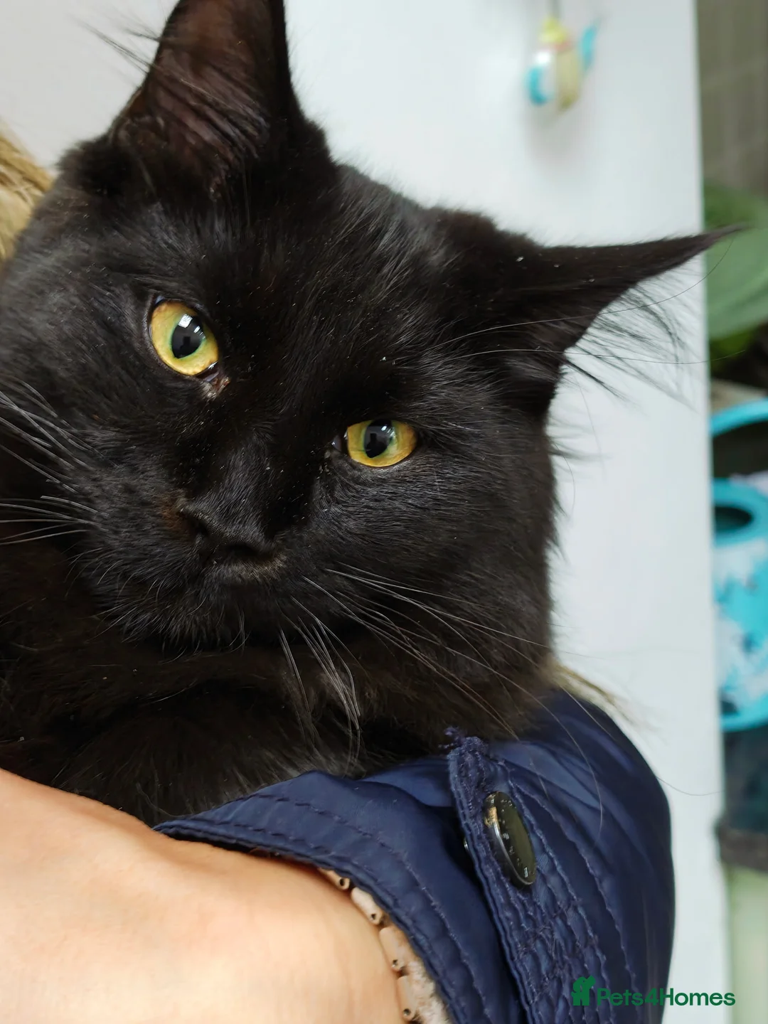 Maine Coon cats for sale: Maine coon kitten  - Advert 3