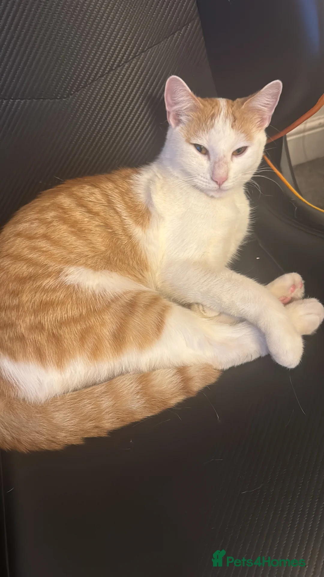 Mixed Breed cats for sale: Beautiful cats  - Advert 2